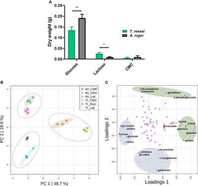 Assessing the intracellular primary metabolic profile of Trichoderma reesei and Aspergillus niger grown on different carbon sources